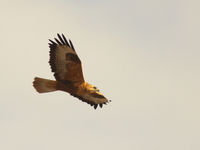 Een arendbuizerd laat zich gewillig fotograferen. Aan roofvogels geen gebrek! © Joachim Bertrands