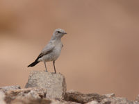 Een zwartstaart is zowat de meest algemene soort tapuit die je aantreft rond Eilat. © Joachim Bertrands