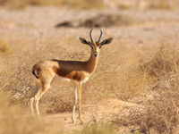 Een dorcas gazelle nabij de grens met Jordanië. © Joachim Bertrands