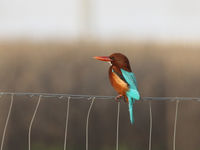 Een smyrnaijsvogel. © Joachim Bertrands