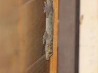 Een Sinai fan-fingered gecko, een algemene verschijning rond de huizen 's avonds. © Joachim Bertrands