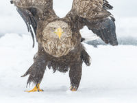 Een close-up van een zeearend in Hokkaido. © Jeffrey Van Daele