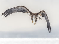 Een juveniele zeearend kiest het luchtruim in Rausu, Hokkaido. © Jeffrey Van Daele