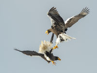 Een titanenstrijd tussen twee Stellers zeearenden. © Jeffrey Van Daele