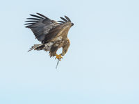 Een zeearend met prooi in Rausu, Hokkaido. © Jeffrey Van Daele