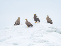 Een Stellers zeearend omgeven door zeearenden in Hokkaido. © Jeffrey Van Daele