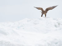 Een zeearend zoekt onwennig naar vaste ondergrond in Hokkaido. © Jeffrey Van Daele