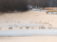 Een verzameling red-crowned cranes te Otowabashi bridge. © Jeffrey Van Daele