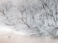 Een koppel red-crowned cranes waadt door het water na een ochtend met late sneeuwval te Otowabashi bridge. © Jeffrey Van Daele