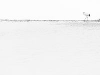 Een red-crowned crane in het besneeuwde landschap. © Jeffrey Van Daele