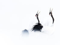 Baltsende red-crowned cranes, de lente hangt al vroeg in de lucht! © Jeffrey Van Daele