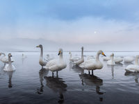 Een bende wilde zwanen op Lake Kussharo, Hokkaido. © Jeffrey Van Daele