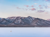 Een wilde zwaan te Lake Kussharo, Hokkaido. © Jeffrey Van Daele