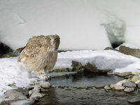 Blakiston's fish-owl, de grootste uil ter wereld. © Jeffrey Van Daele