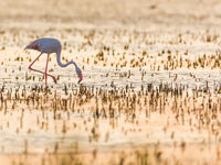 Een flamingo waadt door het zoutmoeras. © Jeffrey Van Daele