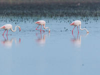 Flamingo's overal! © Jeffrey Van Daele