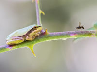 Een boomkikker met potentiële prooi. © Jeffrey Van Daele