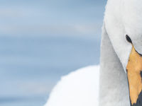 Een close-up van een wilde zwaan te Lake Kussharo, Hokkaido. © Jeffrey Van Daele