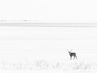 Een sikahert steekt een besneeuwde vlakte over in de Nemuro area, Hokkaido. © Jeffrey Van Daele