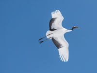 Een red-crowned crane komt aanzetten. © Jeffrey Van Daele