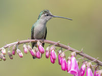 Talamanca hummingbird gebruikt vingerhoedskruid als zitpost. © Jeffrey Van Daele