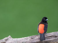 Een scarlet-rumped tanager toont waar hij z'n naam vandaag heeft. © Jeffrey Van Daele