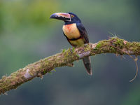 Een collared aracari, nauwe verwant van de toekan en steeds een favoriet. © Jeffrey Van Daele