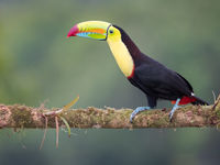 Een keel-billed toucan toont die belachelijk grote snavel. © Jeffrey Van Daele