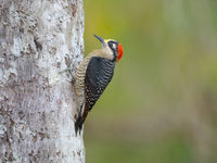 Een black-cheeked woodpecker op ooghoogte is een moment dat je meteen moet grijpen. © Jeffrey Van Daele