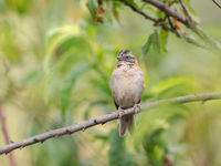 Een rufous-collared sparrow op de zangpost. © Jeffrey Van Daele