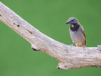 Buff-throated saltator jaagt vooral op kleinere reptielen en insecten. © Jeffrey Van Daele