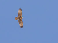 De plus en plus de bondrées orientales sont observées à Oman. Voici un juvénile. © Johannes Jansen