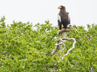 Een volwassen mannetje bij het nest. © Billy Herman