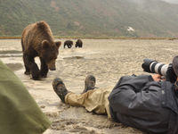 Het is niet altijd gemakkelijk om de beren helemaal in beeld te krijgen. © Yves Adams