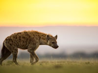 Hyena's trekken op jacht de nacht in. © Billy Herman