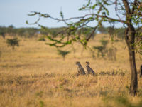 Cheetahs op de uitkijk. © Billy Herman