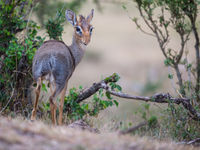 Een dikdik ruikt onraad. © Billy Herman