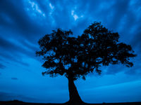 Blue hour lang na zonsondergang zet een majestueuze boom in de verf. © Billy Herman