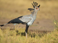 Een secretarisvogel in vol ornaat. © Billy Herman