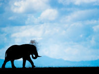 Een bull olifant geeft zichzelf een stofbad. © Billy Herman