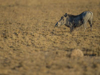 Pumba in actie. © Billy Herman