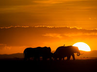 Olifanten bij zonsondergang. © Billy Herman