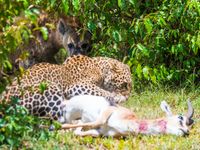 Een uniek beeld. Een hyena sluipt dichterbij om de prooi van een luipaard te stelen. © Siska Meersman