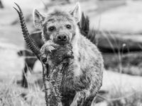 Wanneer hyena's de buit van een luipaard stelen kun je rauwe beelden maken van de natuur. © Siska Meersman