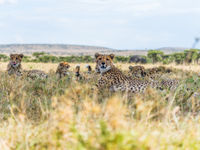 Een laag standpunt met een breedhoek zorgt ervoor dat je een uniek beeld kan maken. Een familie cheetahs in de savanne. © Billy Herman