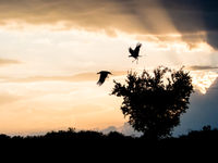 Secretarisvogels vliegen op bij zonsondergang om te gaan slapen. © Siska Meersman