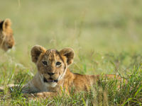 Simba rust uit in het zonnetje. © Billy Herman