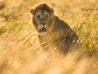 The golden hour is een fantastisch moment om een groep leeuwen te volgen. © Billy Herman