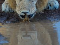 Een drinkende leeuw mooi gespiegeld. © Billy Herman