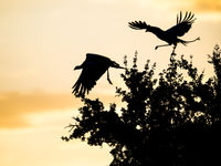 Secretarisvogels vliegen op. © Billy Herman